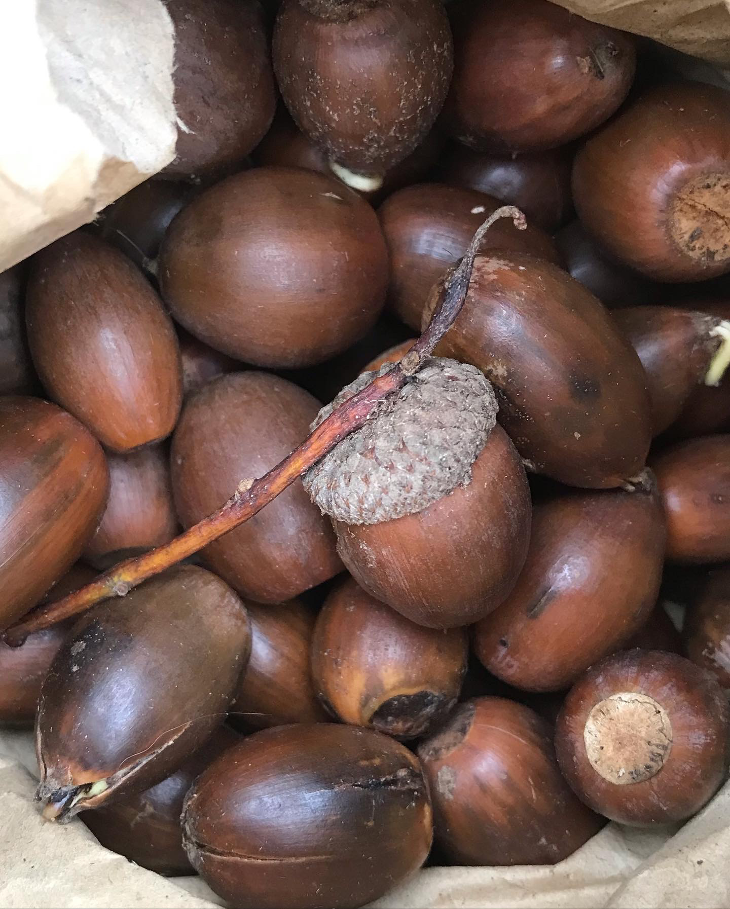 acorns